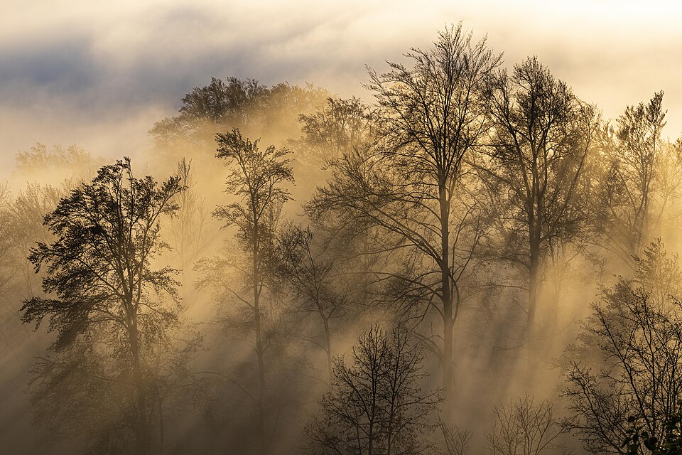 Baumsilhouetten im Nebel