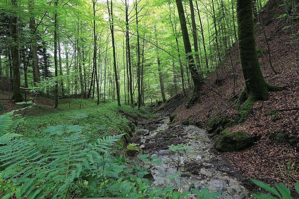 Bachlauf im Wald